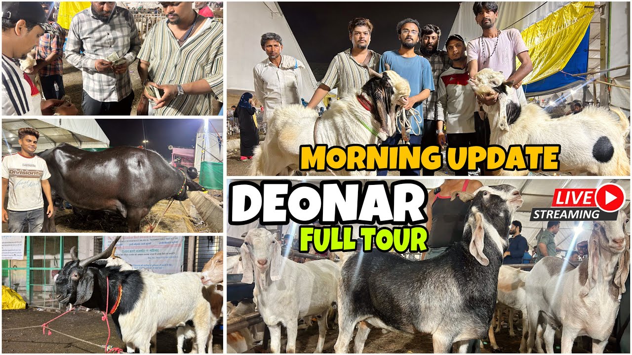 DEONAR BAKRA MANDI MEIN AAYE SASTE BAKRE , DAY 8 MORNING FULL UPDATE 2025 TODAYS LIVE MARKET ||