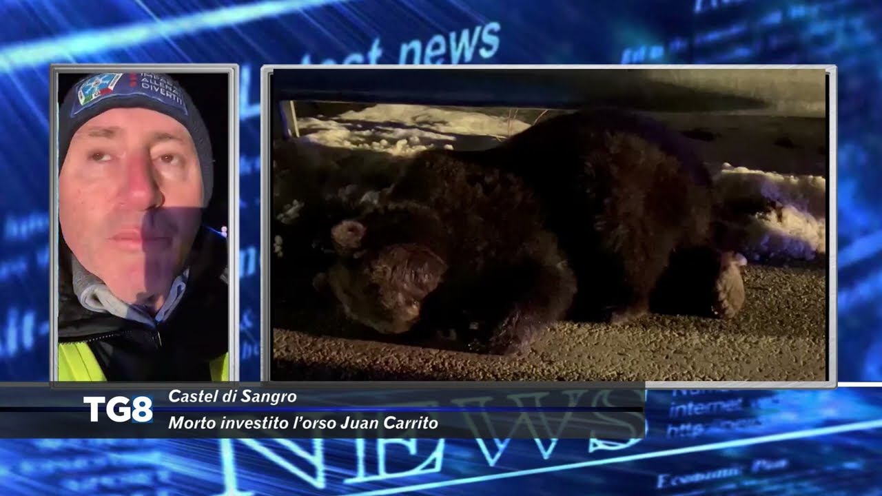 Castel di Sangro - Morto investito l’orso Juan Carrito