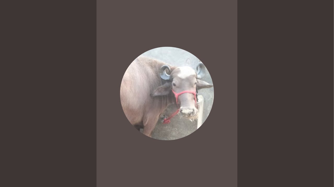Ph..9121593630 @ 7702118983 Hyderabad Murrah Buffalo is live