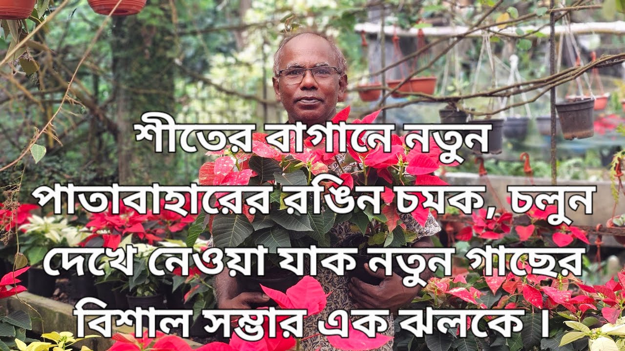 শীতের বাগানে নতুন পাতাবাহারের রঙিন চমক, চলুন দেখে নেওয়া যাক নতুন গাছের বিশাল সম্ভার এক ঝলকে ।