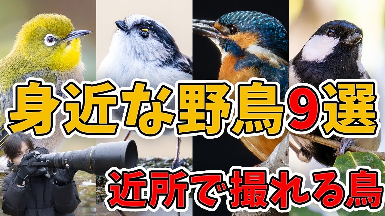 【野鳥撮影】身近な野鳥9選