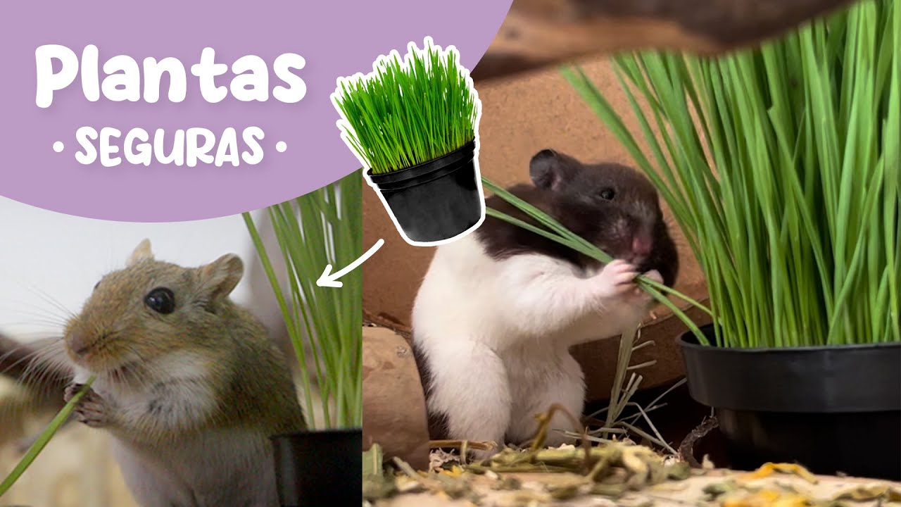 PLANTAS para hamster e gerbil - É SEGURO?