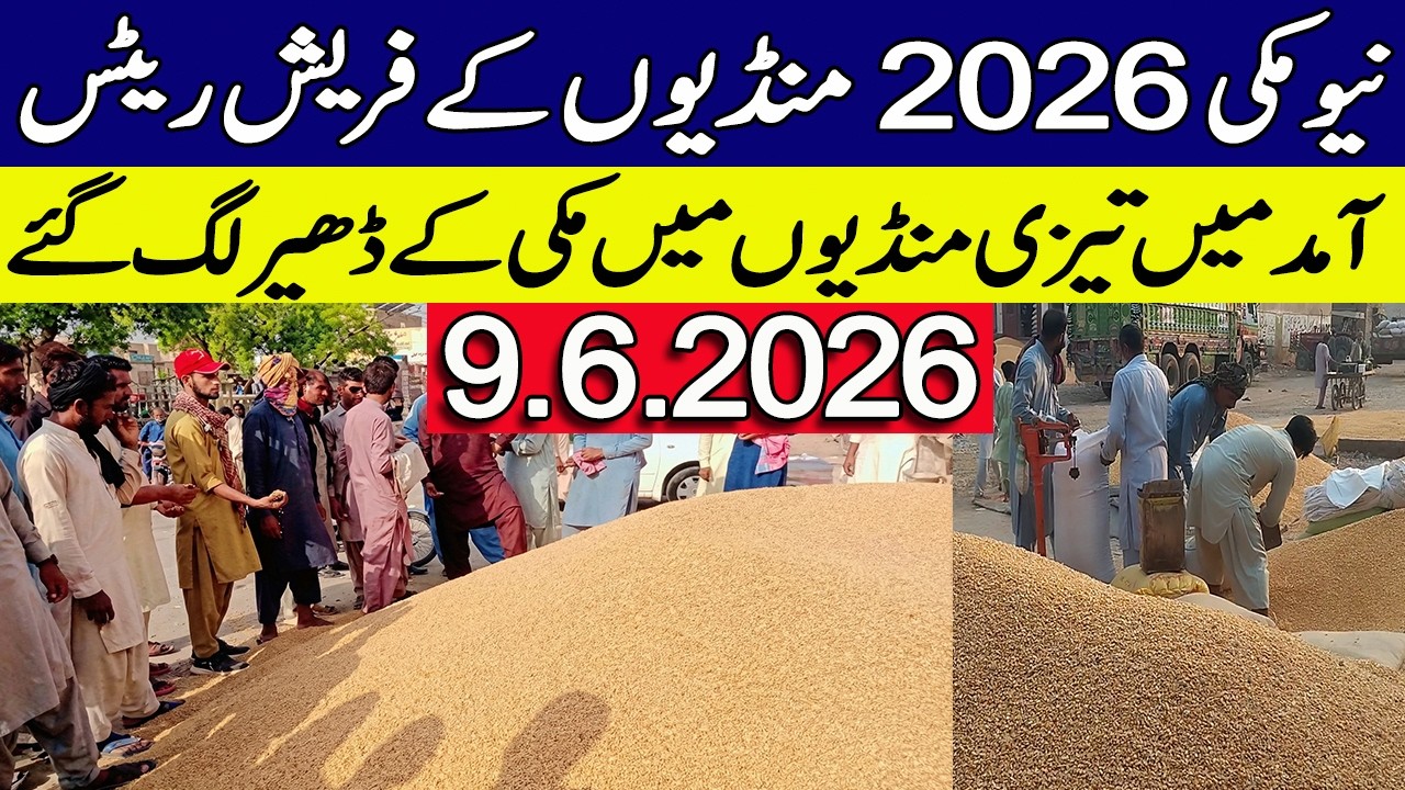 Makki Rates Today 2026 || Maize Rates Today || Makki Ka Rate Today