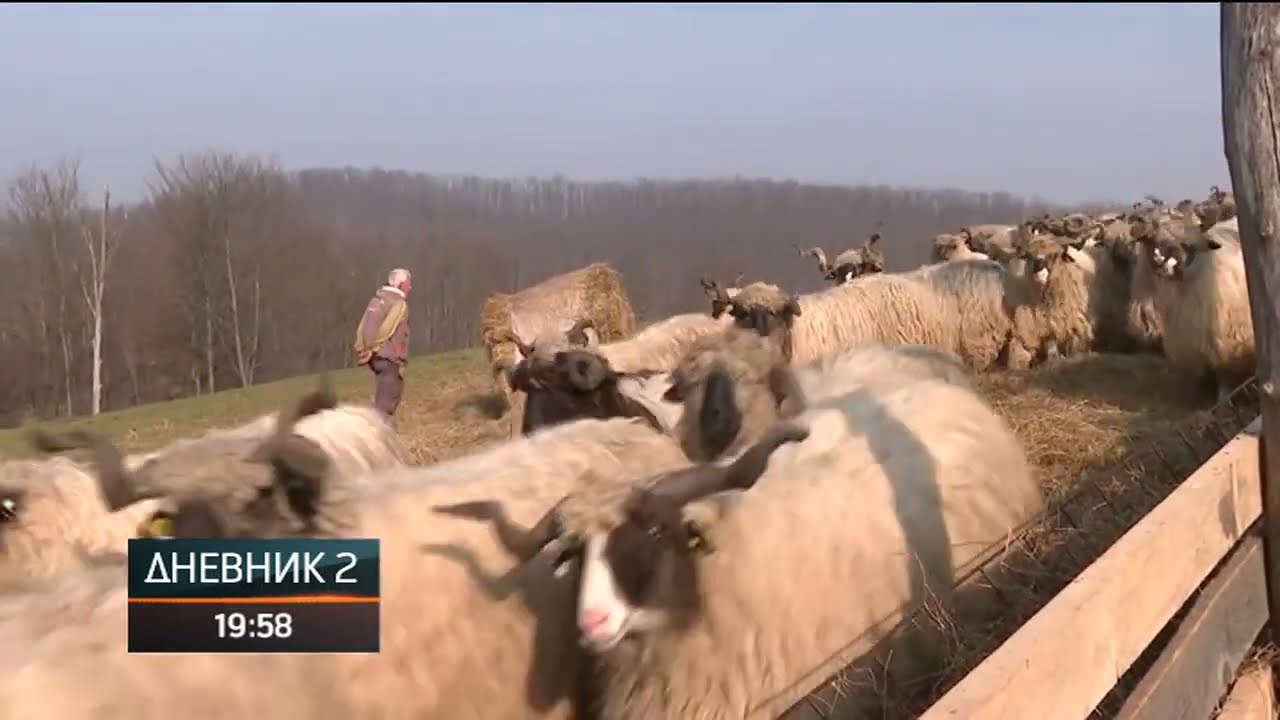 Na Vučijaku kod Prnjavora najveća farma ovaca u Srpskoj