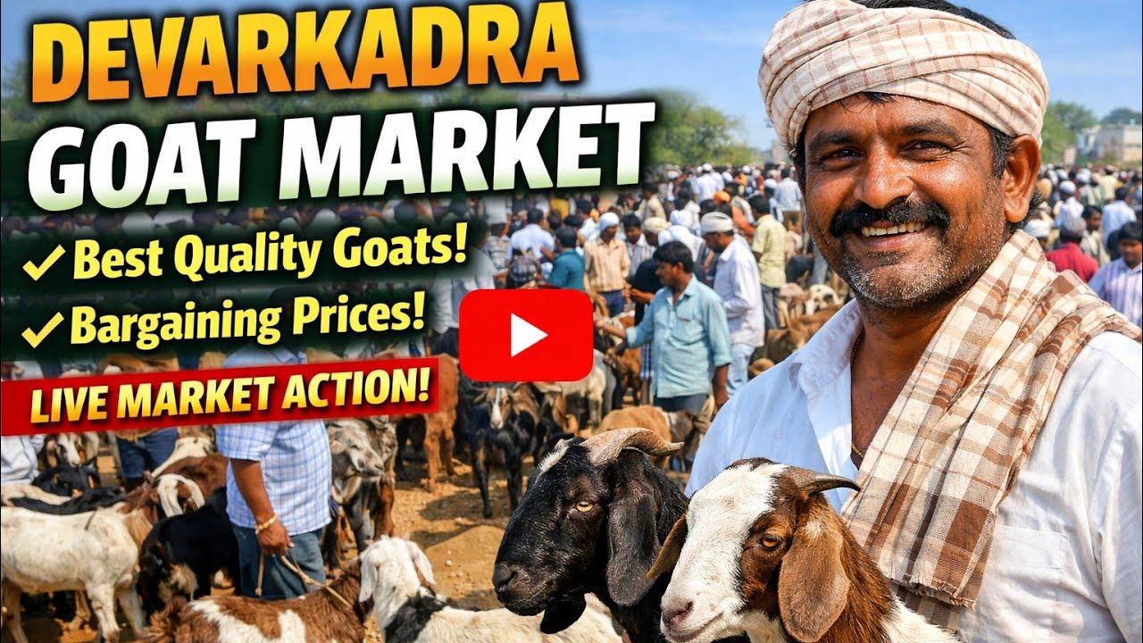 🐐 | Best Quality Goats & Bargaining Prices | దేవరకద్ర బుధవారం మేకల సంత