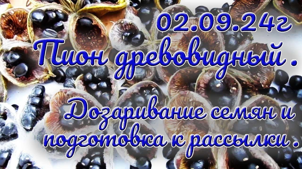 29 09 23г  Сеем семена пиона древовидного
