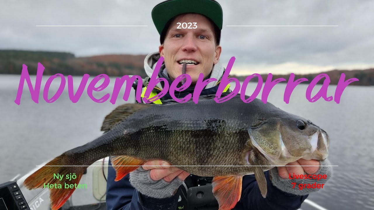 Hett H&ouml;stfiske efter Abborre - &Aring;rsb&auml;sta
