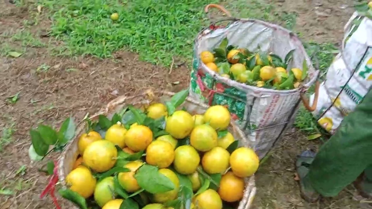  Đặc sản cam hà giang năm 2025