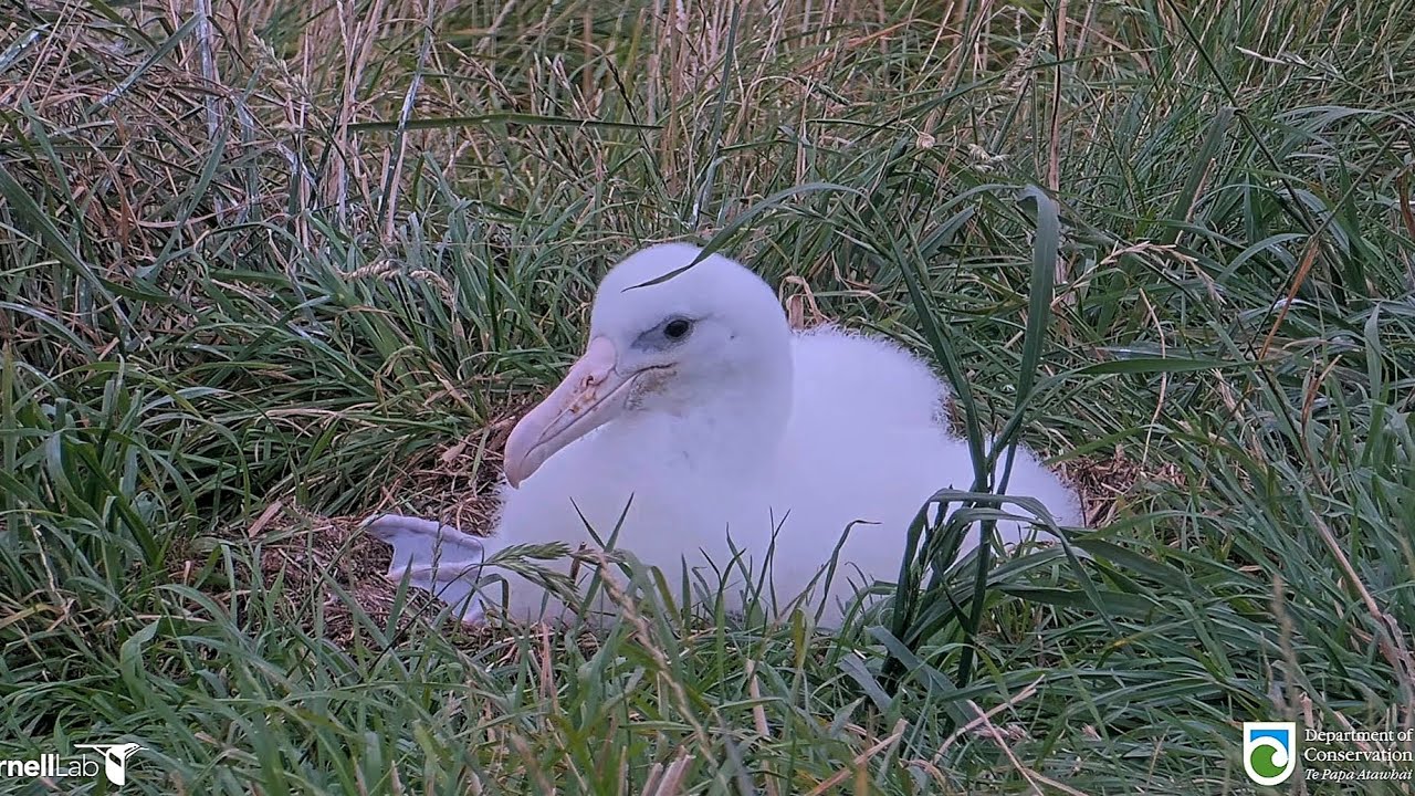 Royal Albatross - Busy little boy !