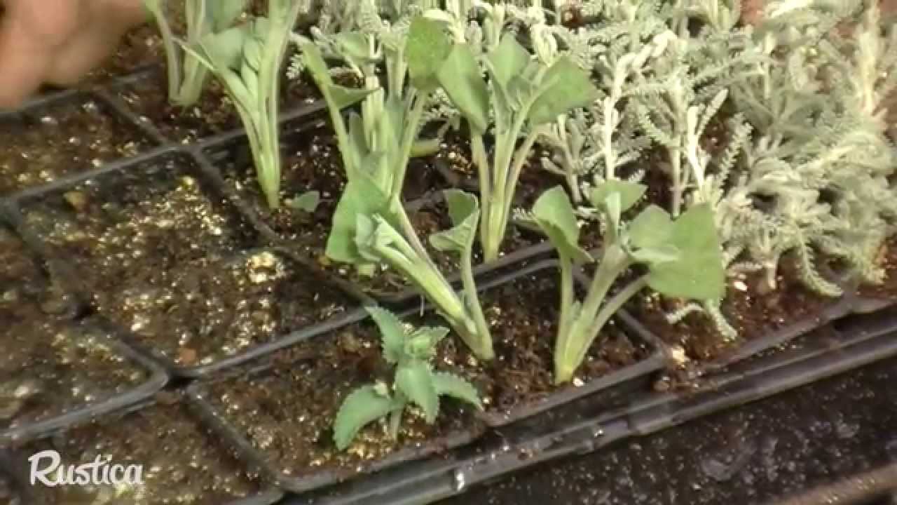 La bouture de plantes vivaces