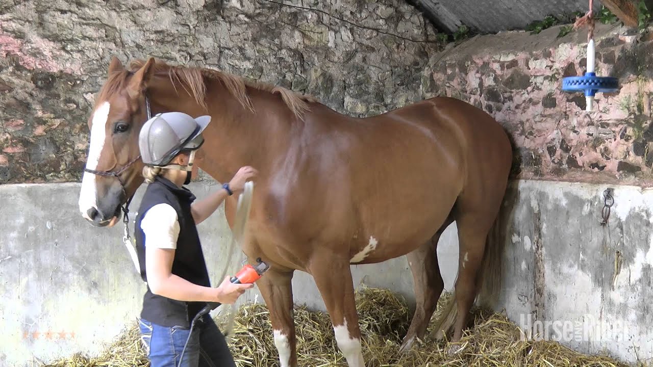 Emma Massingale – How to teach your horse to be clipped