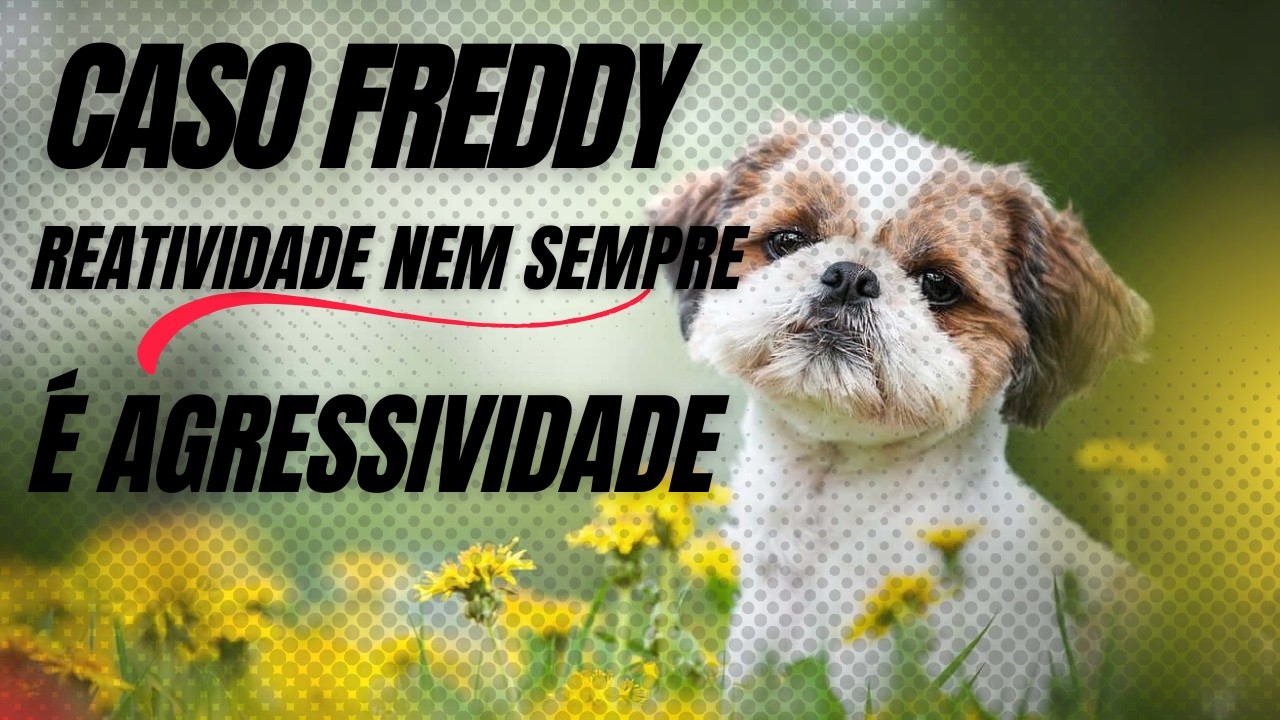 Nem sempre o cão que morde a todos é necessariamente agressivo!!!