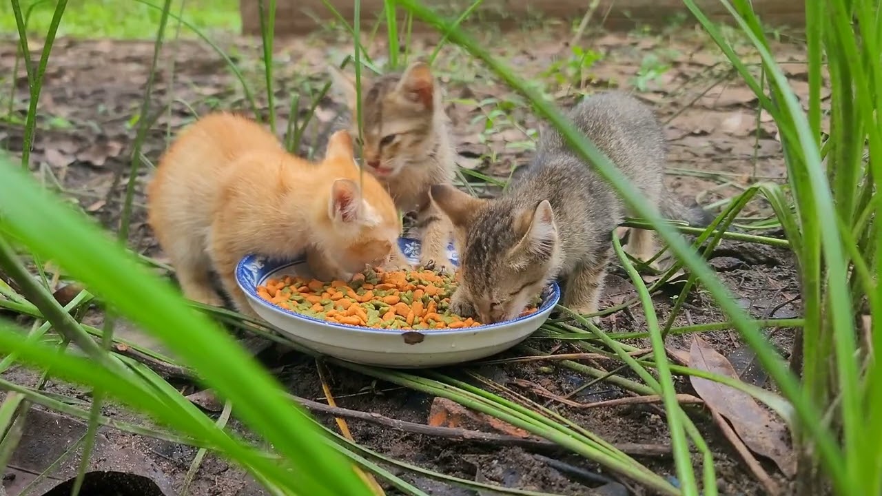 A Second Chance at Life: Tiny Kittens Grow Strong | Paw & Hoof Life | 4K60FPS