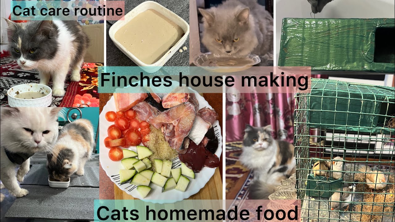 All my pets daily basis routine|pets care| cats homemade food making process| finches house more....