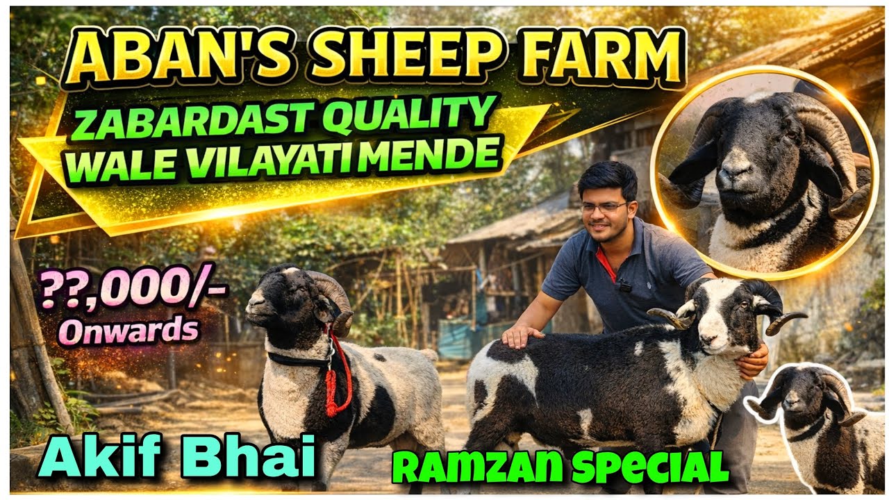 Zabardast Quality Wale Vilayati Mende in Kalyan #youtubevideos #viralvideo @AsimShaikh 