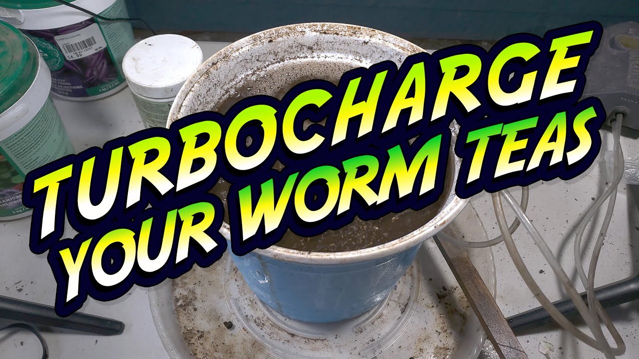 How to TURBOCHARGE your Living WORM TEAS