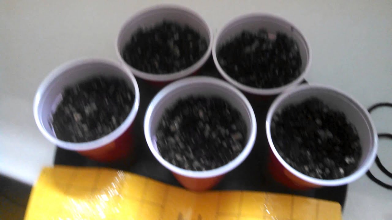 Tga seeds 