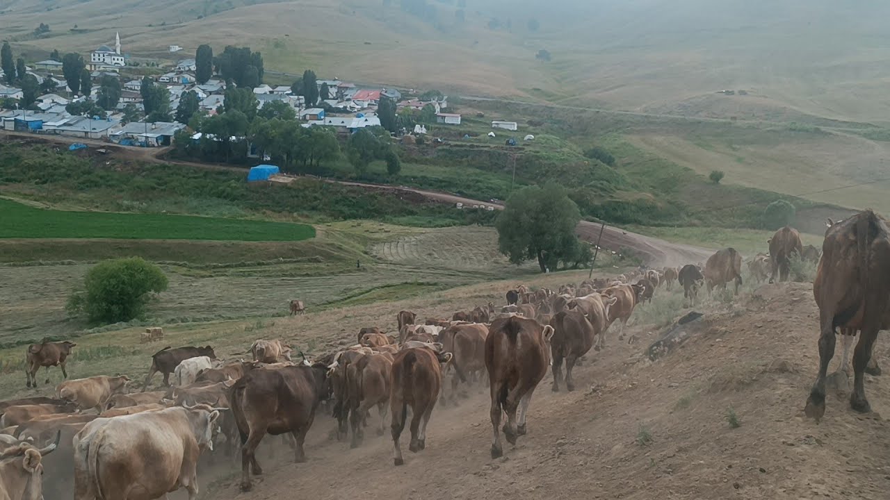 İNEKLERİ ORMANIN İÇİNE SALDIK