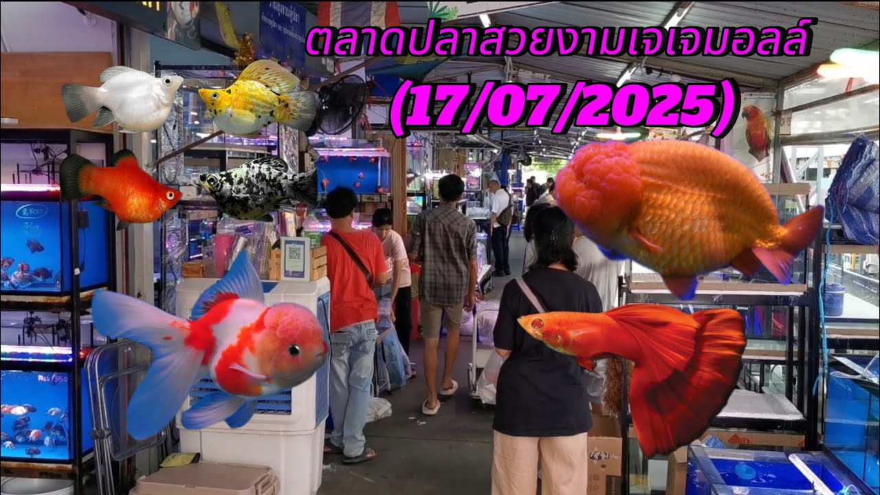 ตลาด​ปลา​สวยงาม​เจเจ​มอลล์​ 🐟(17/07​/2025)​