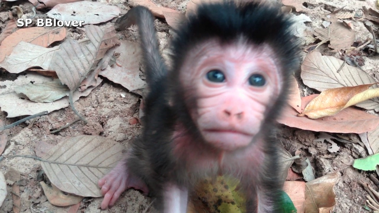 Baby Monkey Come Say Hello