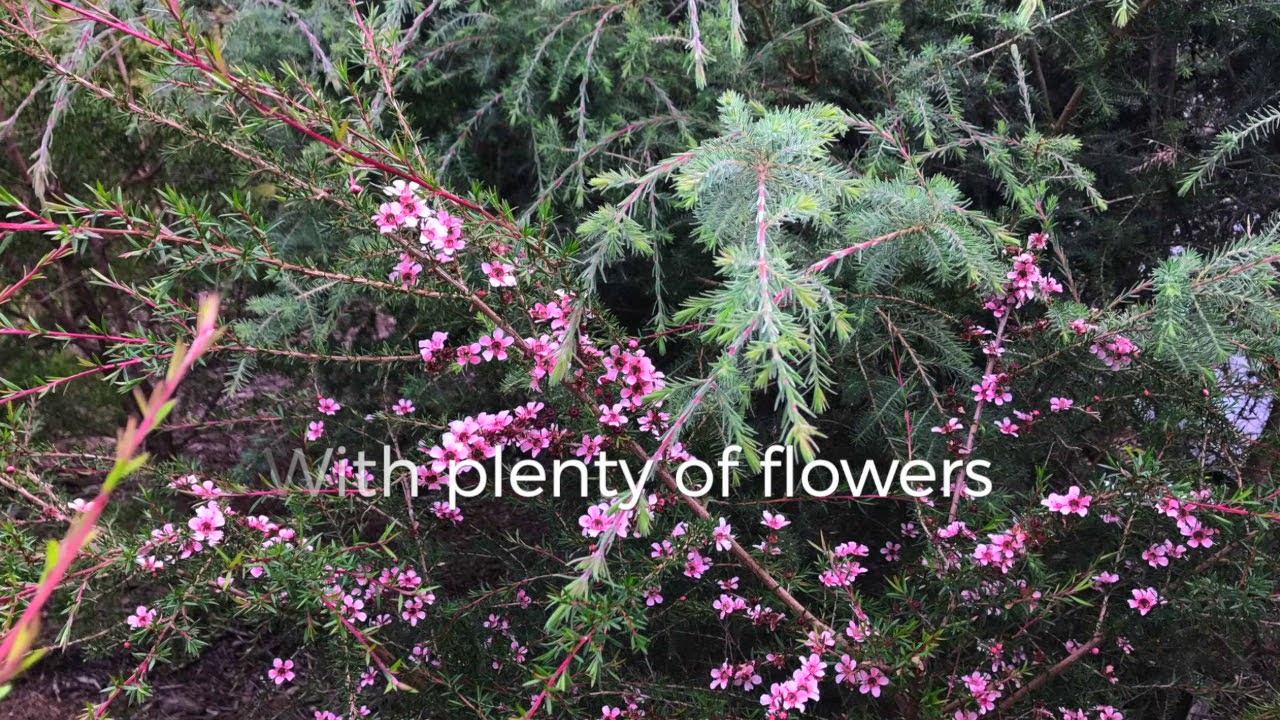 Exploring the Gather By Manuka Honey Forest: A Sustainable Ethical Beekeeping Revolution