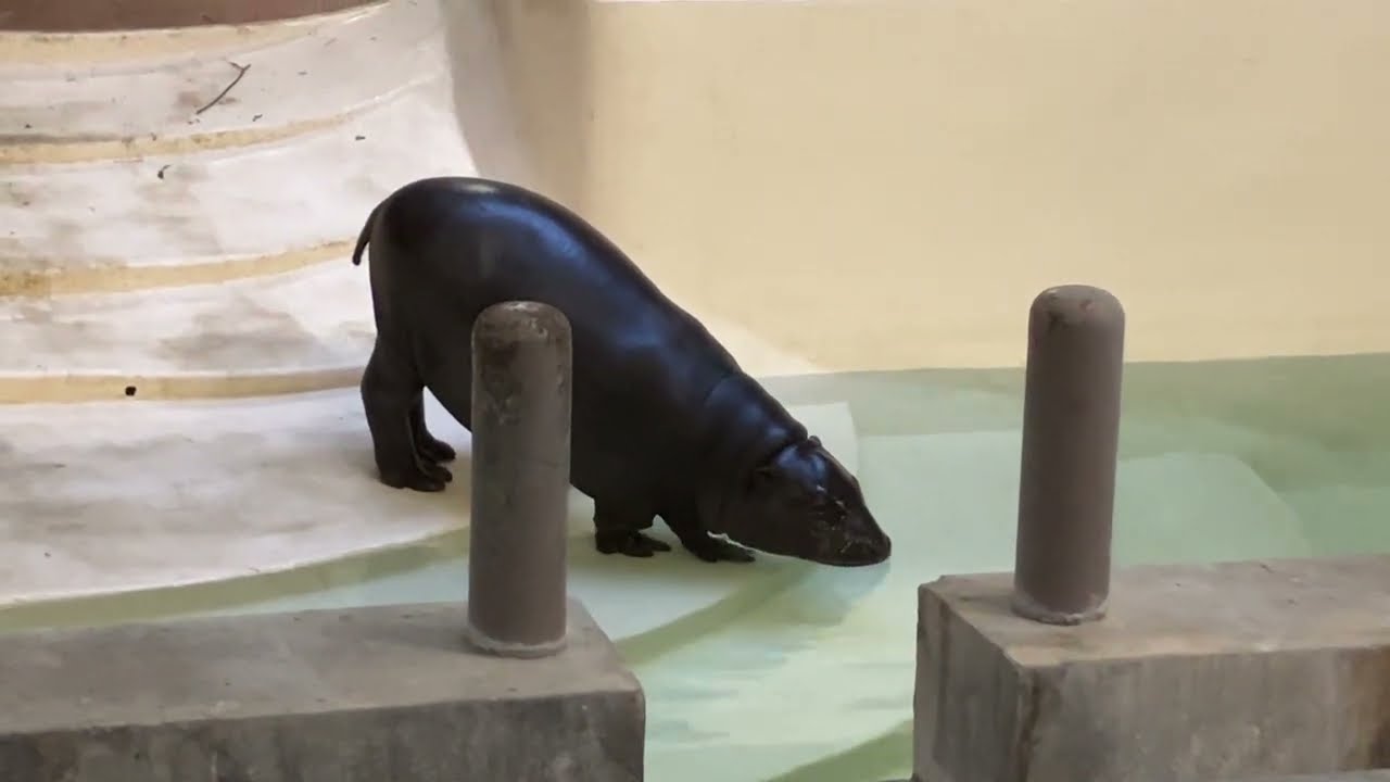 コビトカバの赤ちゃんの決定的な瞬間（コブシくん）