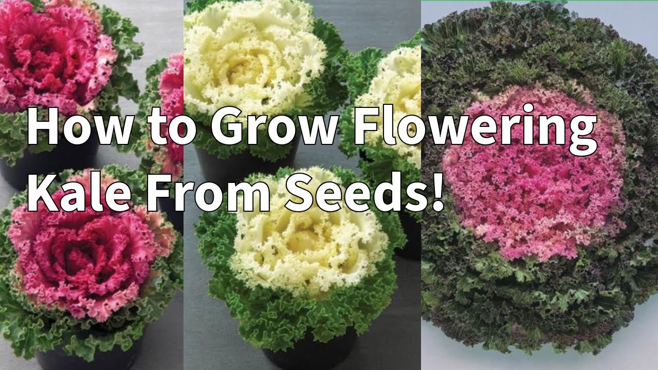 How to Grow Flowering Kale From Seeds |Cold Tolerant Plants!
