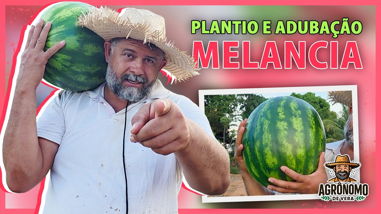 Como plantar MELANCIA para PRODUZIR muito 