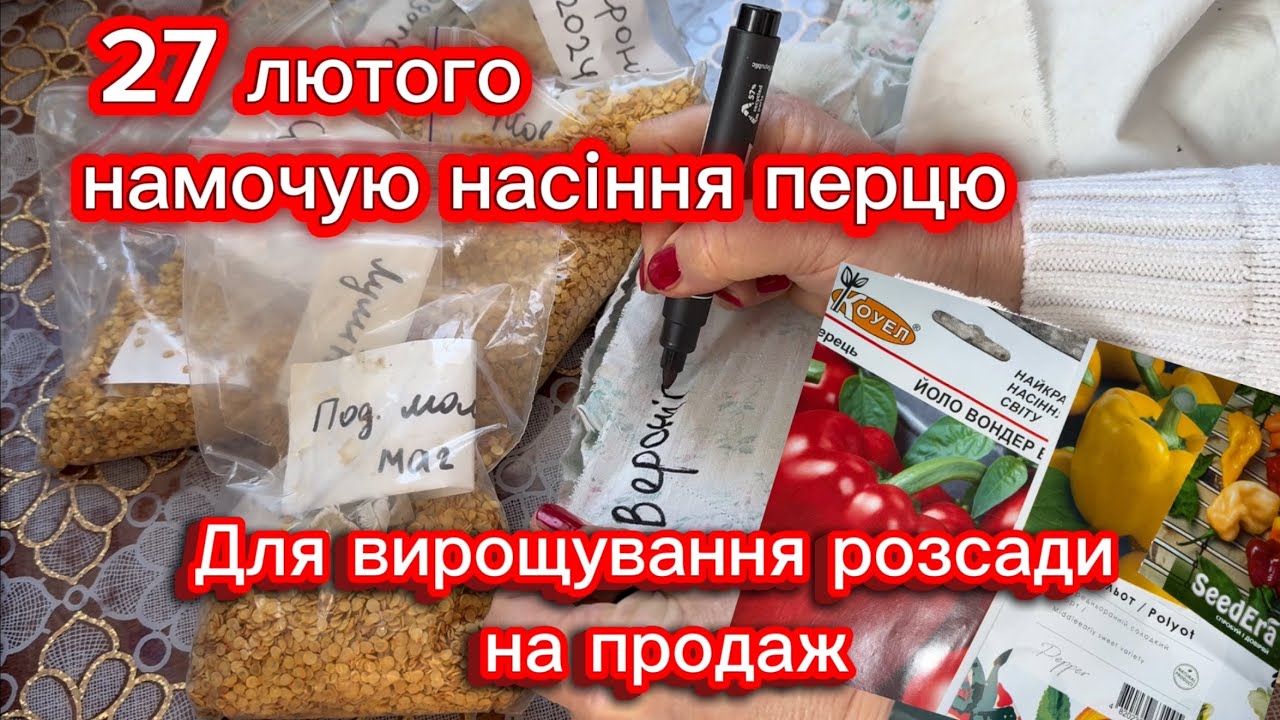 Вирощуємо розсаду для продажу, намочила насіння перцю. 27 лютого. 