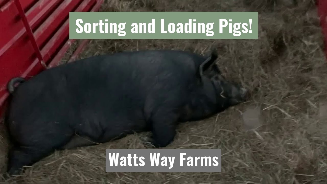 Sorting and Loading Pigs!