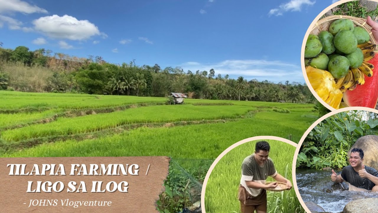 TILAPIA FARMING | LIGO SA ILOG | JOHNS VLOGVENTURE |COUZ BONDING #buhayprobinsya  #bukid  #fishpond