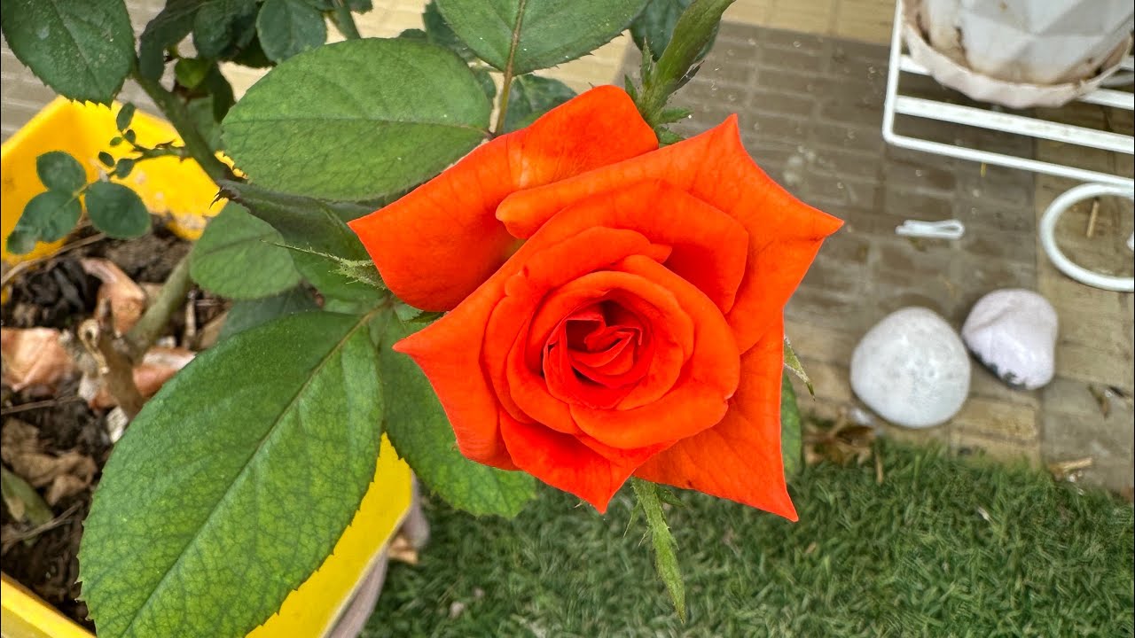 Plantcare88 /added new green friend/shoking price\ Sarita’s garden #viral #livestream