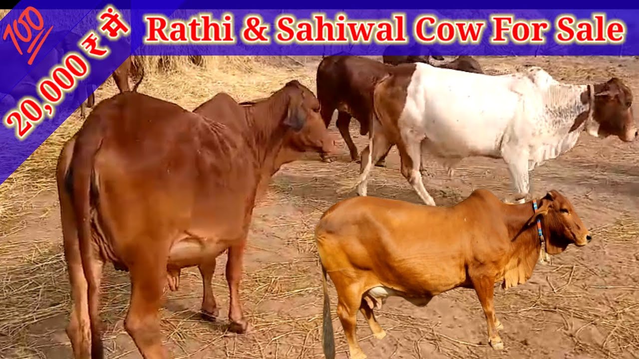 Rathi & Sahiwal Cow, Price 20,000 ₹,For Sale,बॉर्डर एरिया की शुद्ध राठी साहीवाल गायें @PremAgroFarm 