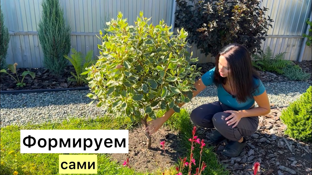 Гортензия на штамбе, дёрен, ива и другие кустарники в виде шариков и зонтиков.