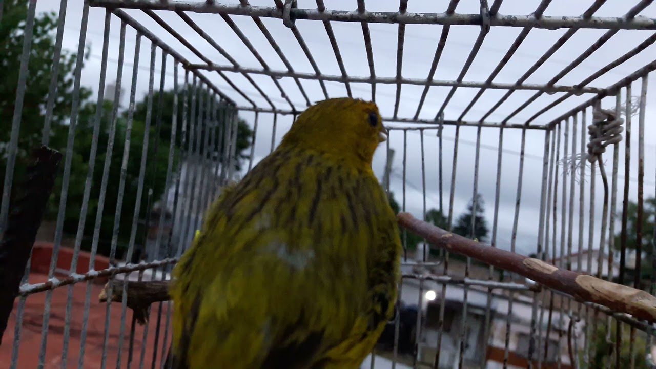 JILGUERO ASESINO ROMPE LA CAMARA CANTANDO..