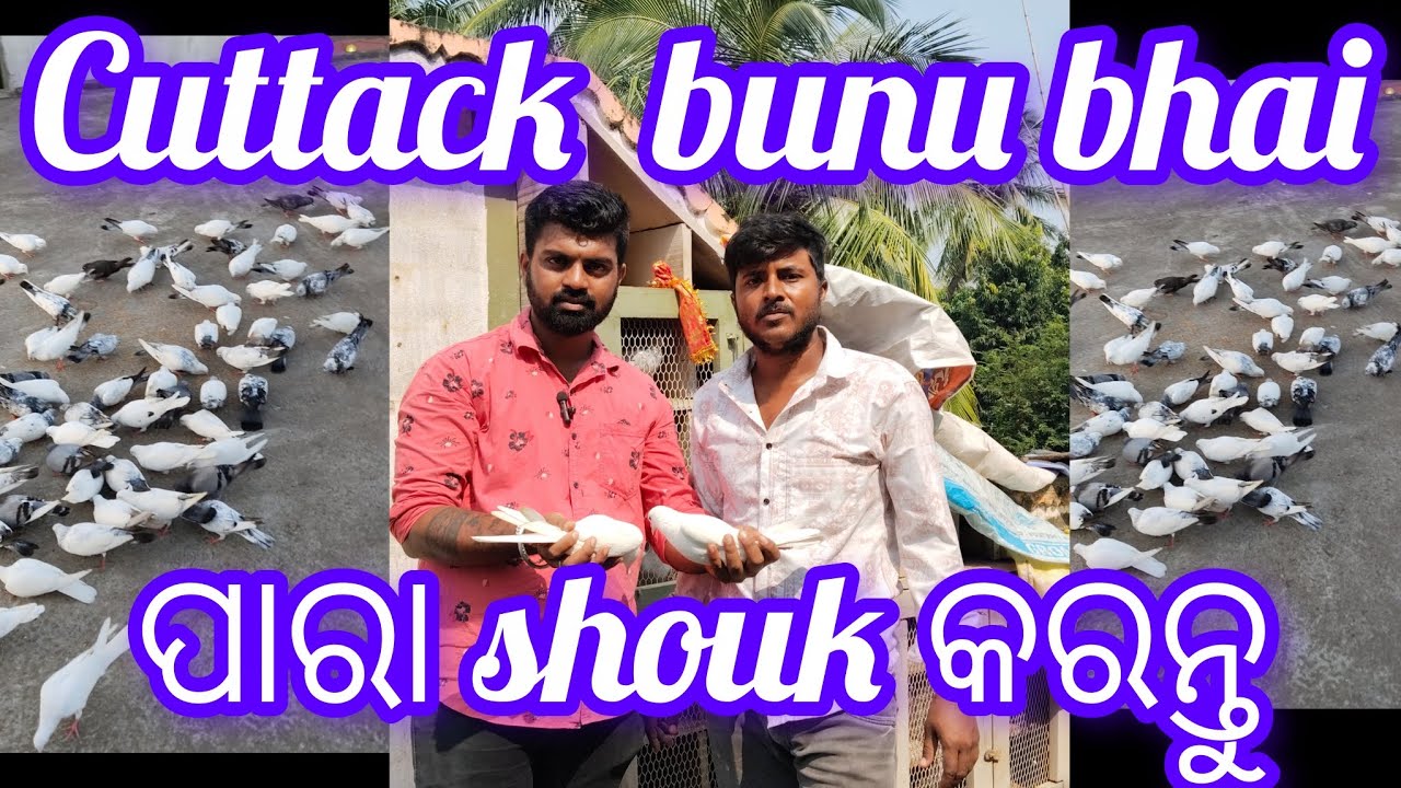 Cuttack bunu bhai pigeon shouk karantu // Cuttack pigeon @Mk-odia-vlogs 