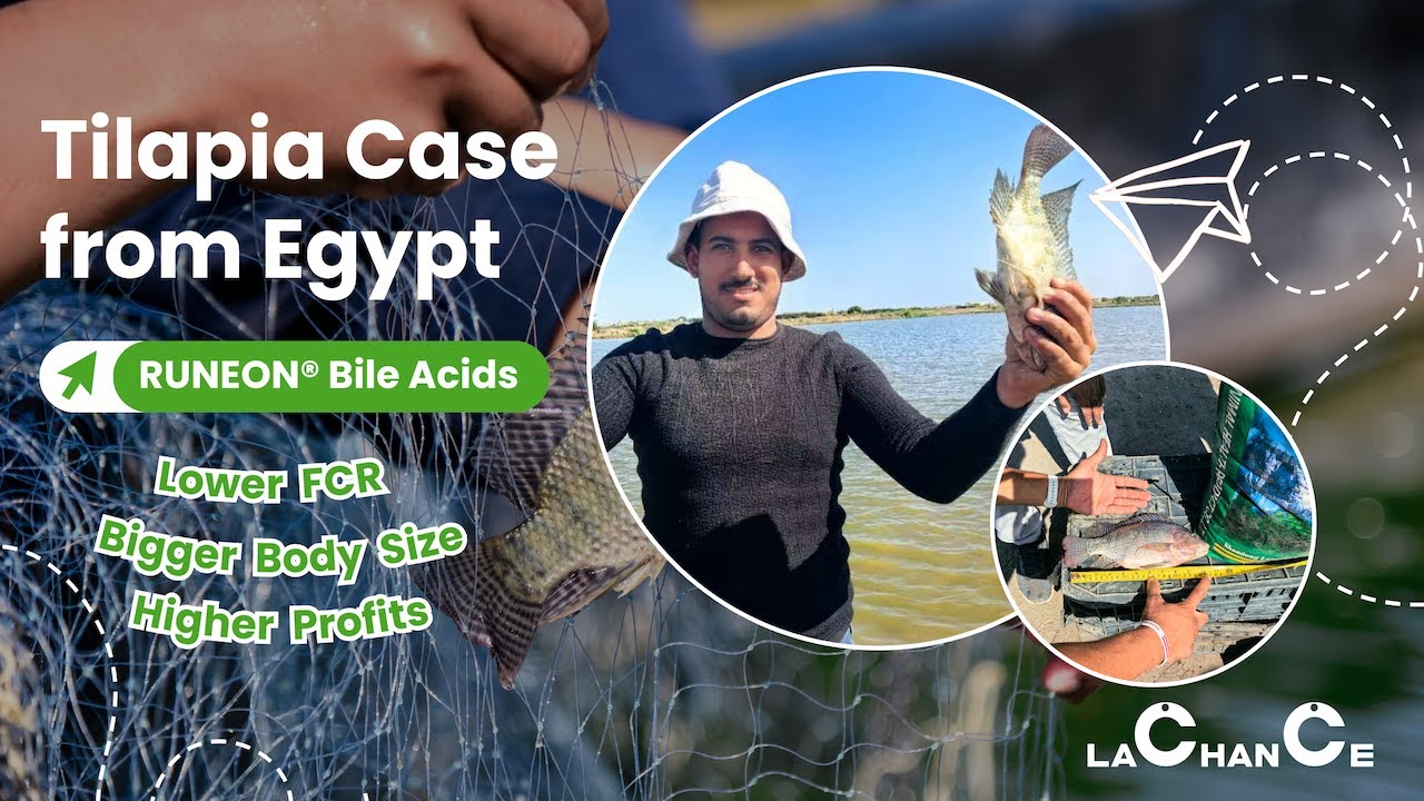 RUNEON® Bile Acids Feedback——Tilapia Customer Case from Egypt