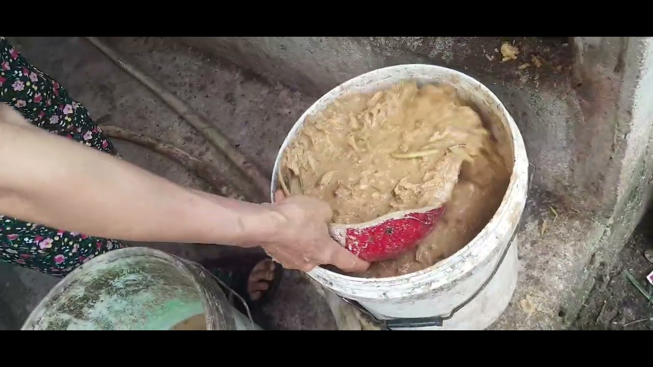 Nông dân AI nuôi heo  gà  vịt bằng  nguyên liệu tự làm 