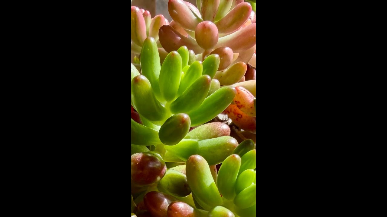 Succulents - Quick Tips for Care