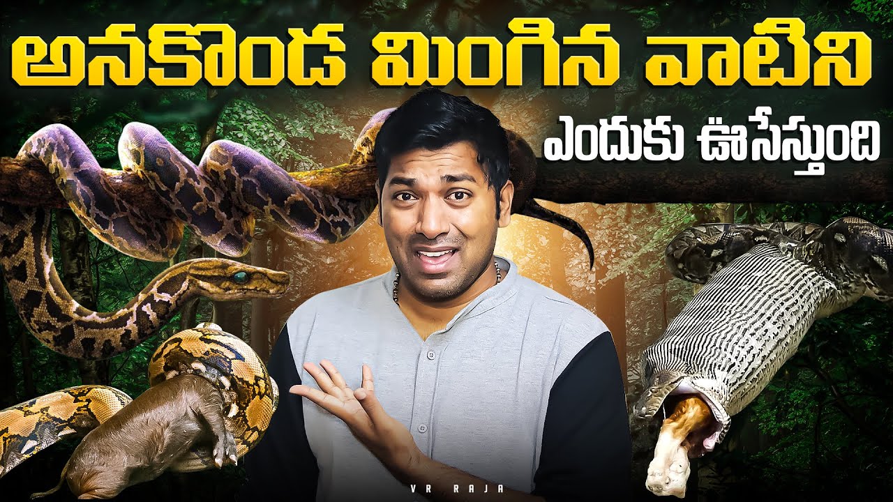 Why Snakes Splits Food  | Top 10 Interesting Facts In Telugu | Telugu Facts | V R Facts In Telugu
