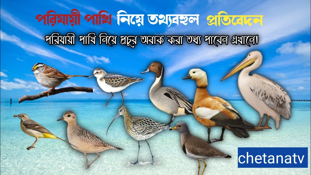 পরিযায়ী পাখি নিয়ে একটি তথ্যবহুল  প্রতিবেদন ||Presented By chetana hub  🇮🇳🇮🇳🇮🇳