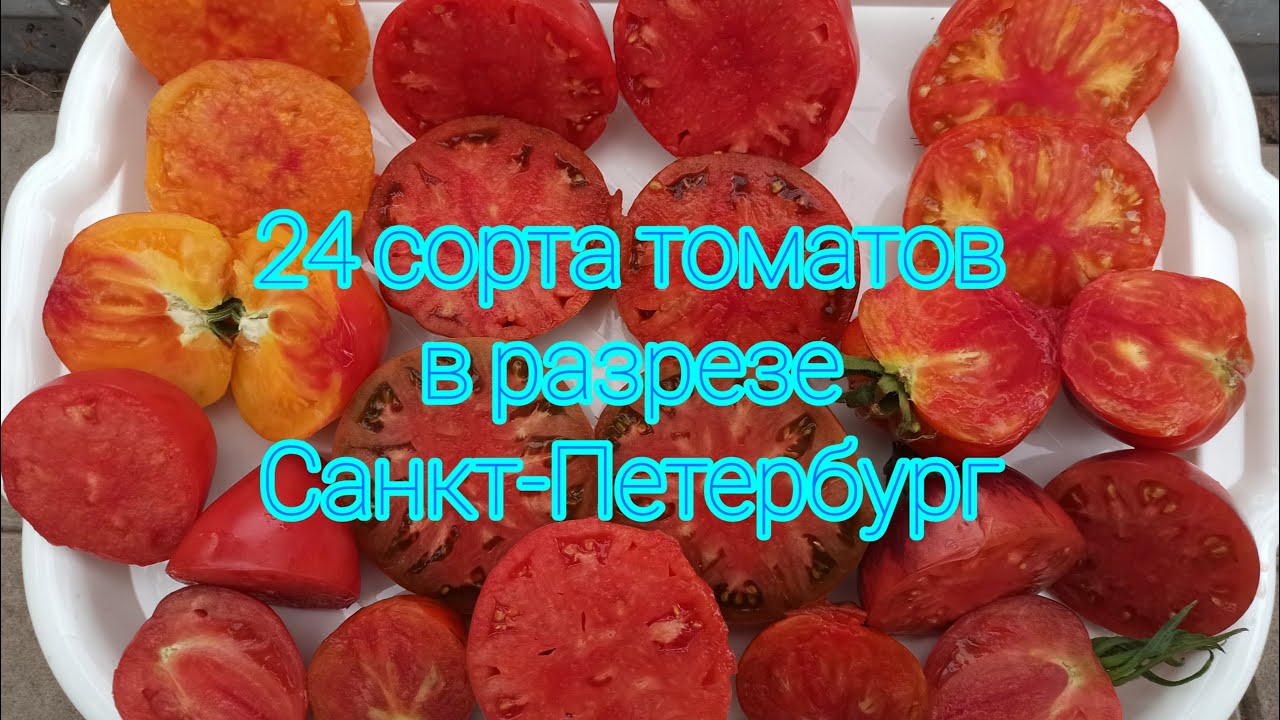 Томаты. 24 сорта в разрезе. Самые урожайные и вкусные.