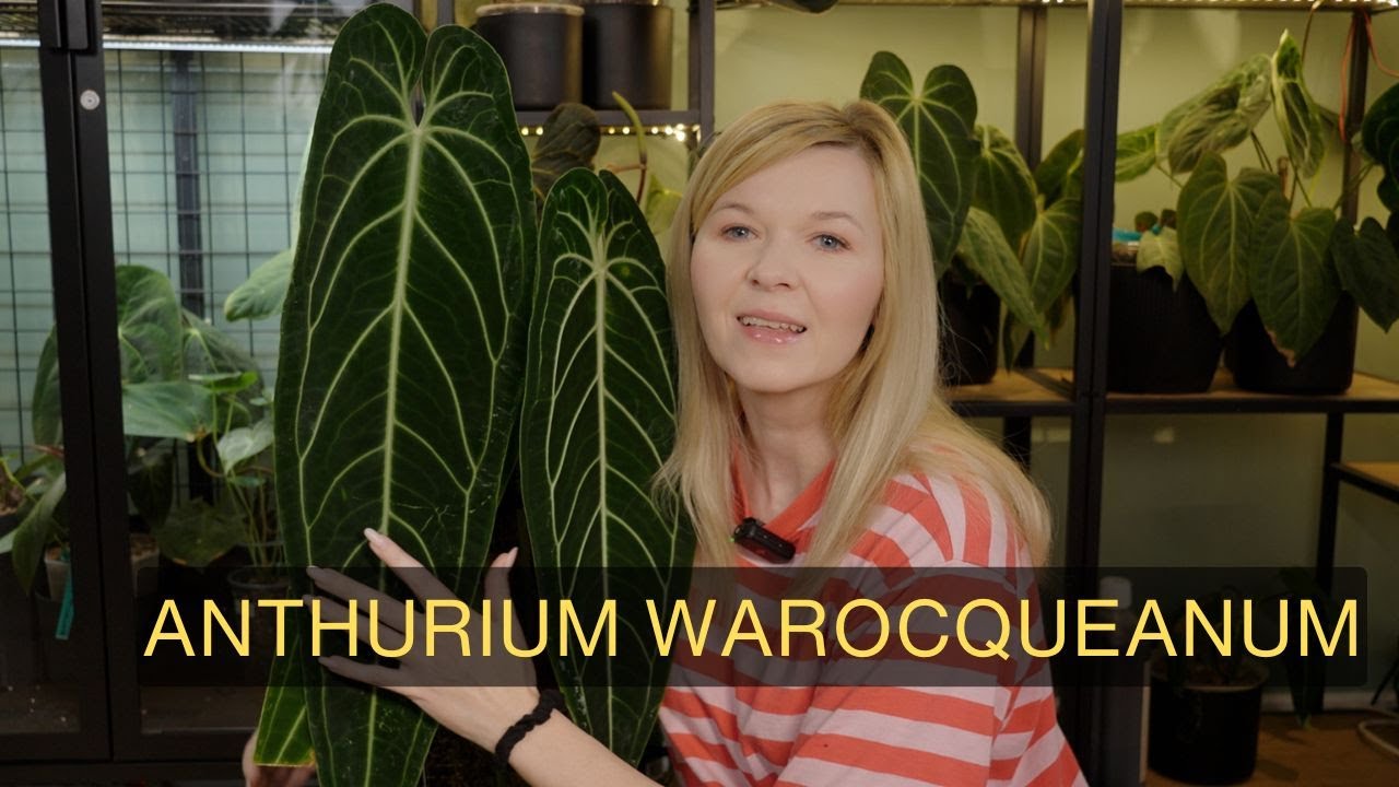 Anthurium warocqueanum - jak uprawiać i krótka historia #anthurium #roślinydoniczkowe