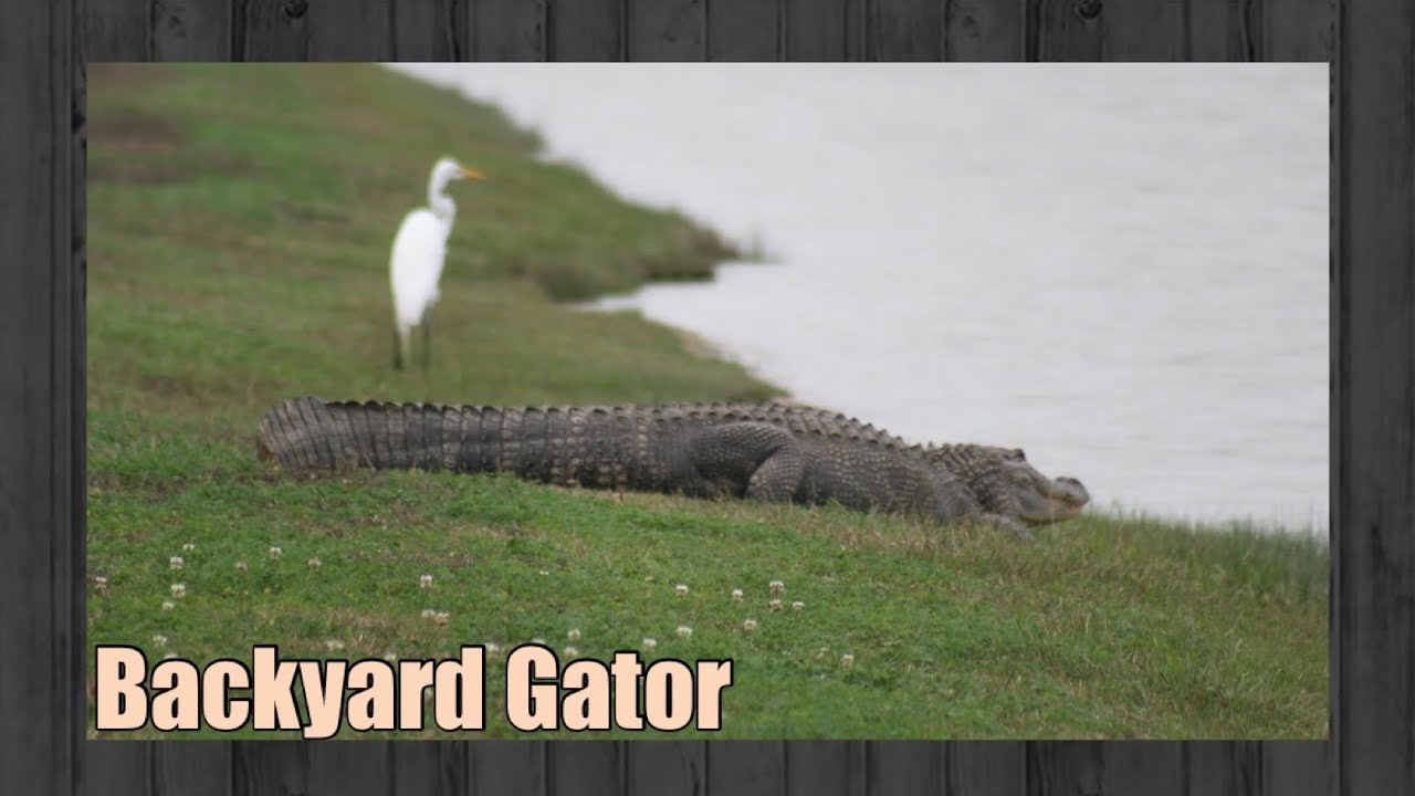 Backyards U2 #17 Gator