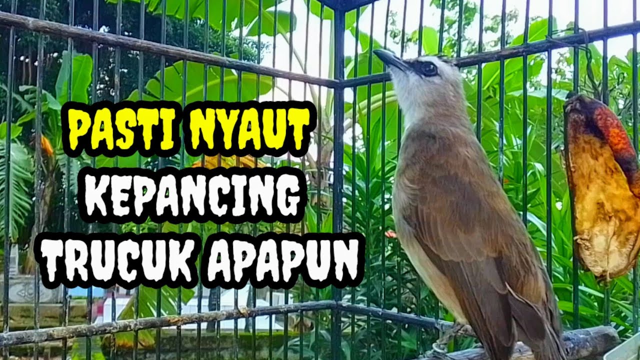 Suara trucukan gacor memanggil lawan Pancingan burung trucuk betina memanggil jantan bunyi
