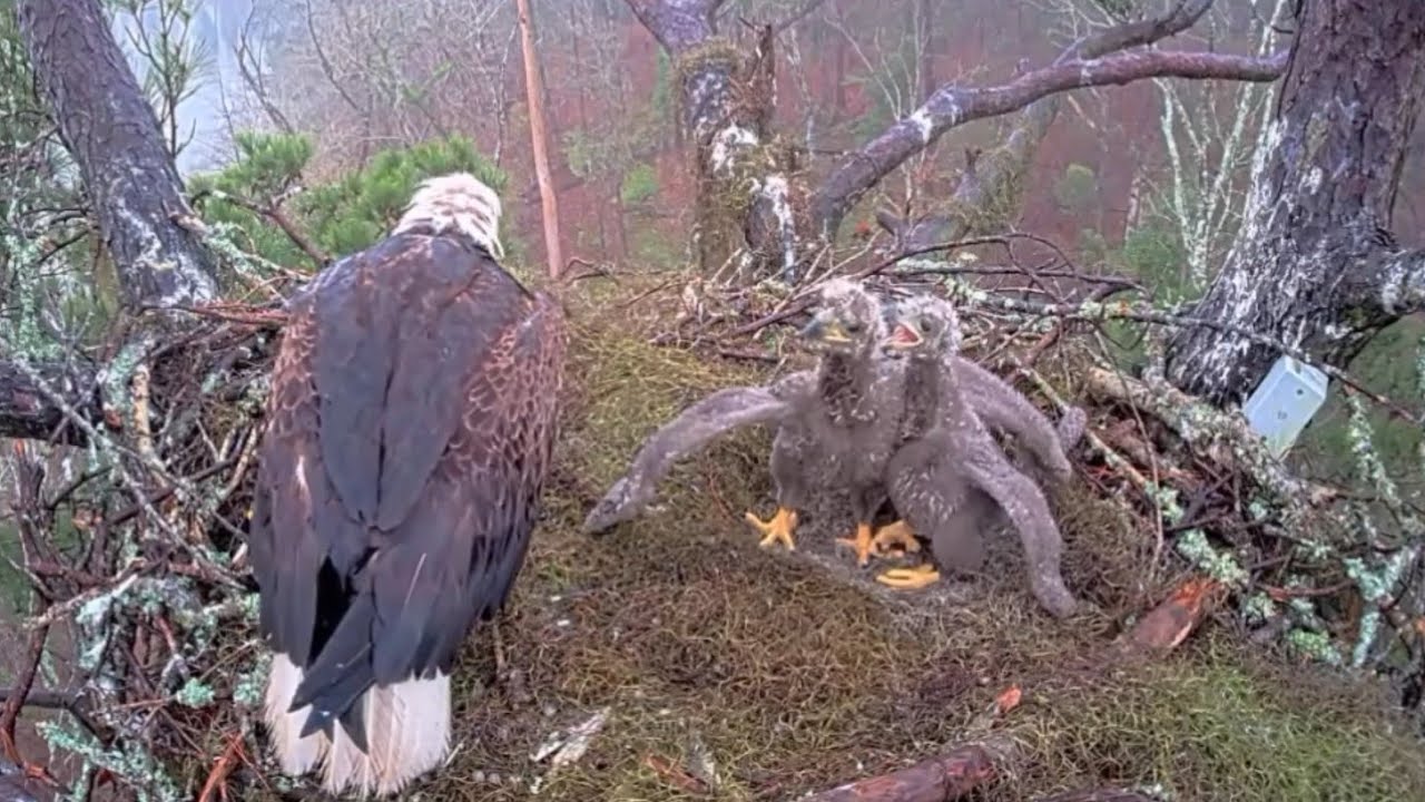 Andria II in with a fish and start feeding breakfast | Kisatchie National Forest | Feb 24, 2025