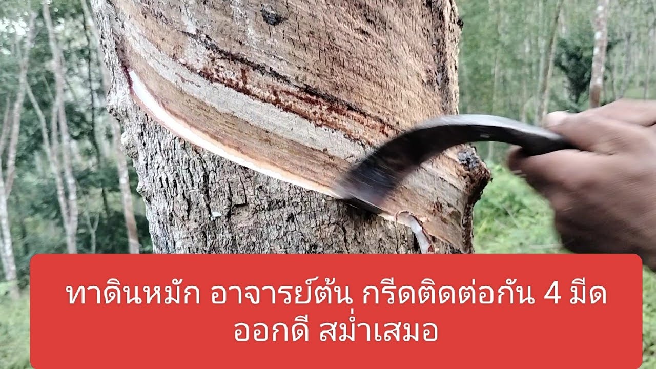ยิ่งกรีดติดต่อกัน ยิ่งออกดี ออกเสมำเสมอ