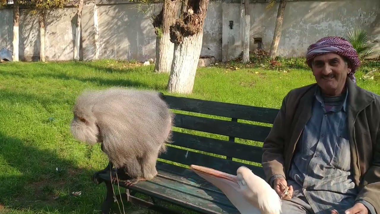 القرد سعيد يتجول طليقا في حديقة السبيل بحلب