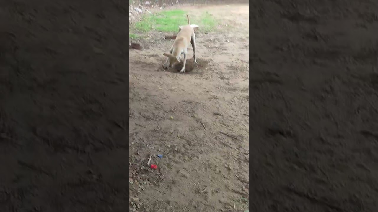 searching gold🔥🥳🤩🤩🤣🤣#chill #ruggeddog