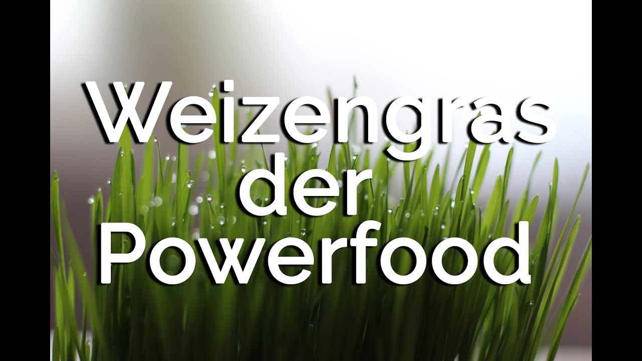 Superfood Weizengras-Die 'Nährstoffbombe'! Über die Wirkung eines (fast) unbekannten Kraftgebers!